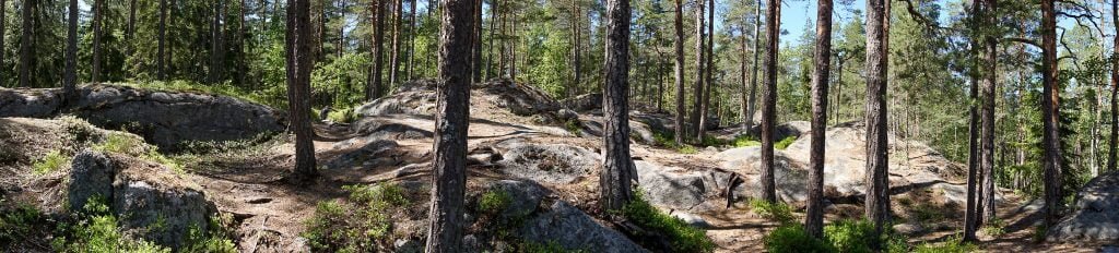 Finnish forest