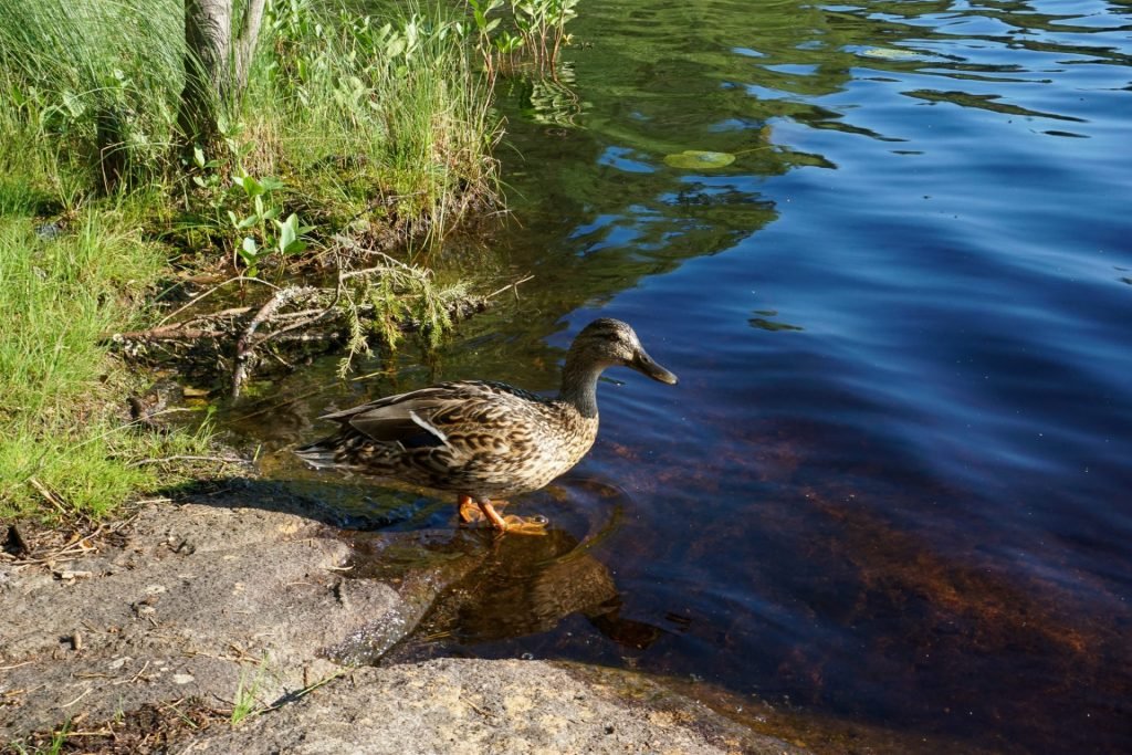 ducks in Finland