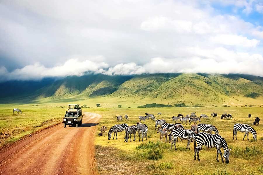 South African safari