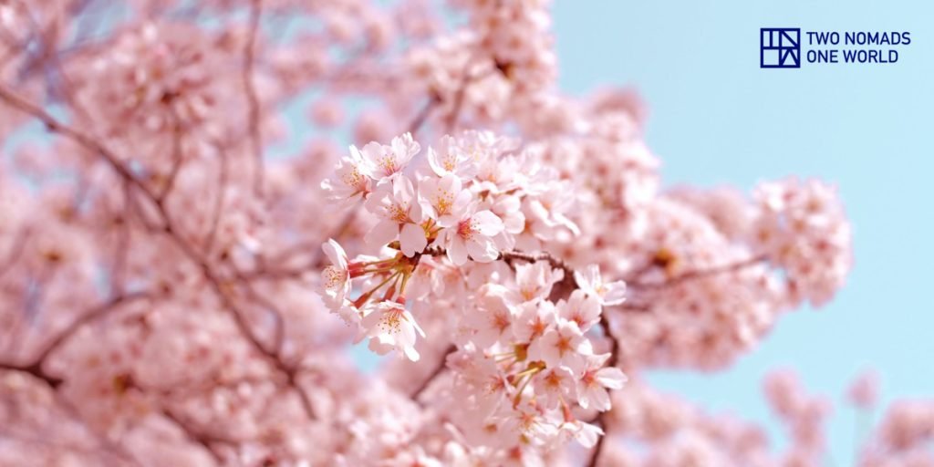 explore Japan cherry blossom